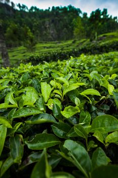 Close up of fresh tea leaves