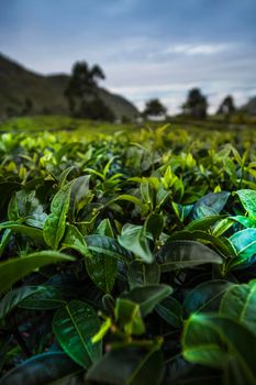 Field of green tea plantation