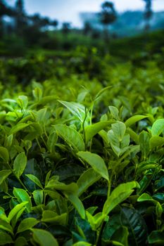 Fresh green tea plantation at Sri lanka