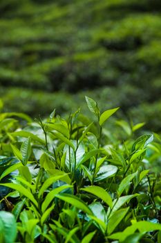 Field tea asia, sri lanka