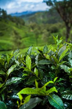 Close up of fresh tea leaves