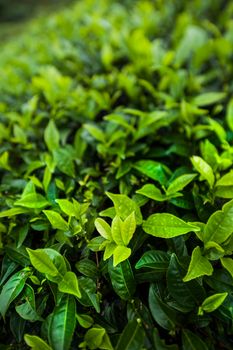 Field of green tea plantation