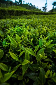 Close up of fresh tea leaves