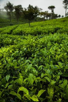 Sri lanka, Asia, Beautiful fresh green tea plantation