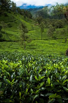 Asia, Sri lanka. Beautiful fresh green tea plantation
