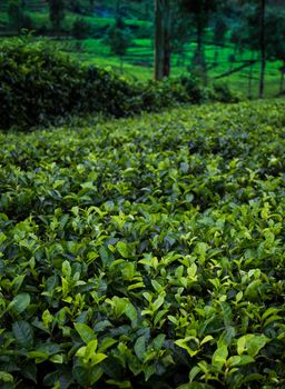 Field of green tea plantation