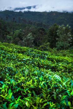 Close up of fresh tea leaves