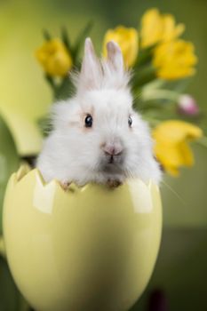 Egg,Little bunny, happy easter background