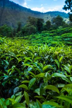 Field tea asia, sri lanka