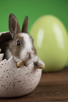 Egg,Little bunny, happy easter background