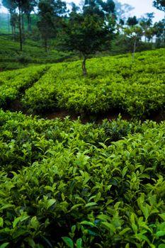 Sri lanka, Asia, Beautiful fresh green tea plantation