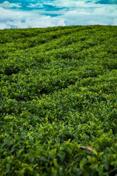 Close up of fresh tea leaves