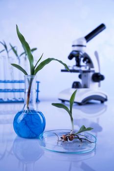 Microscope, Chemical laboratory glassware, Genetically modified plant