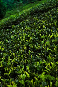 Fresh green tea plantation at Sri lanka