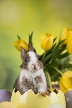 Little bunny, happy easter background