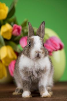 Egg,Little bunny, happy easter background