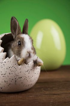 Baby bunny and egg, easter background