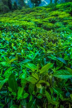 Sri lanka, Asia, Beautiful fresh green tea plantation