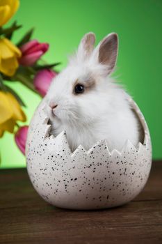 Egg,Little bunny, happy easter background