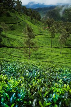 Fresh green tea plantation at Sri lanka