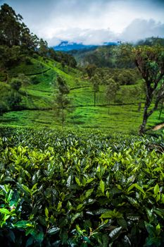 Close up of fresh tea leaves