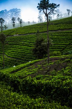 Sri lanka, Asia, Beautiful fresh green tea plantation