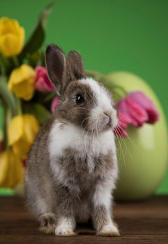 Baby bunny and egg, easter background