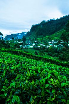 Asia, Sri lanka. Beautiful fresh green tea plantation