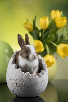 Baby bunny and egg, easter background