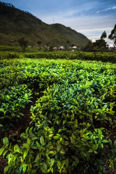 Close up of fresh tea leaves