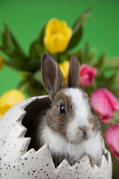 Egg,Little bunny, happy easter background