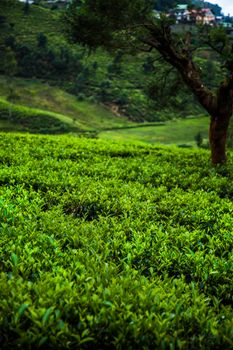 Field of green tea plantation