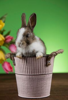 Spring baby bunny, happy easter background