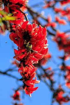 The red-orange Bastard Teak blooms in February every year.