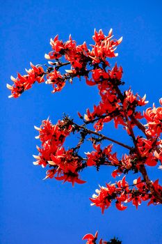 The red-orange Bastard Teak blooms in February every year.