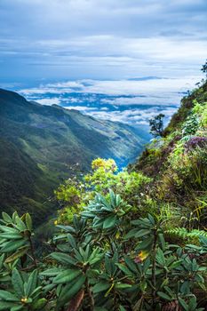 Sri lanka, Mist at Tropical Mountain