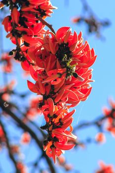 The red-orange Bastard Teak blooms in February every year.