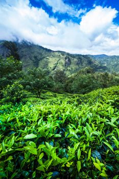 Sri lanka, Asia, Beautiful fresh green tea plantation