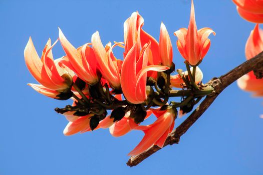 The red-orange Bastard Teak blooms in February every year.