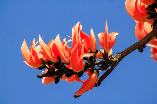 The red-orange Bastard Teak blooms in February every year.