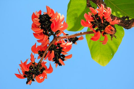 The red-orange Bastard Teak blooms in February every year.