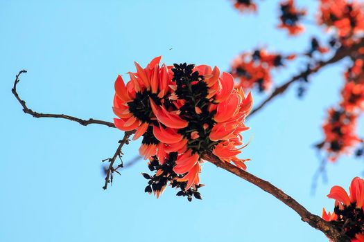 The red-orange Bastard Teak blooms in February every year.