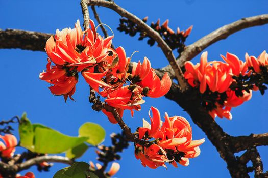 The red-orange Bastard Teak blooms in February every year.