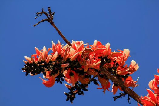 The red-orange Bastard Teak blooms in February every year.