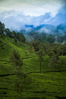 Sri lanka, Asia, Beautiful fresh green tea plantation