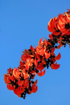 The red-orange Bastard Teak blooms in February every year.