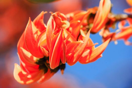 The red-orange Bastard Teak blooms in February every year.