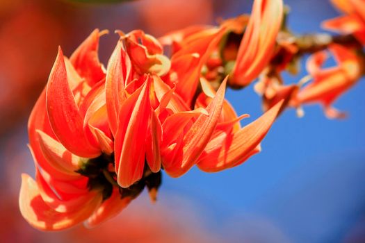 The red-orange Bastard Teak blooms in February every year.