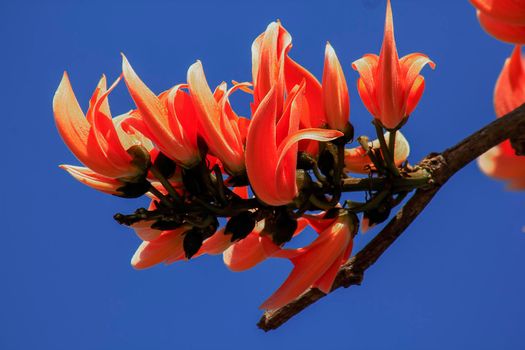 The red-orange Bastard Teak blooms in February every year.