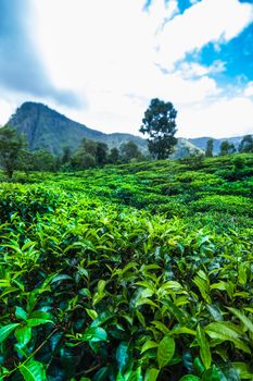 Sri lanka, Asia, Beautiful fresh green tea plantation